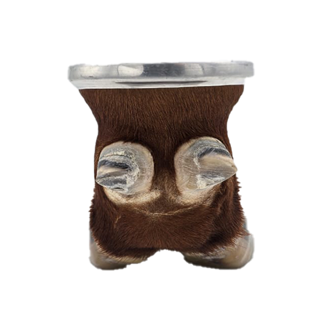 Brown Cow/Ox Hoof Glass Cup Back