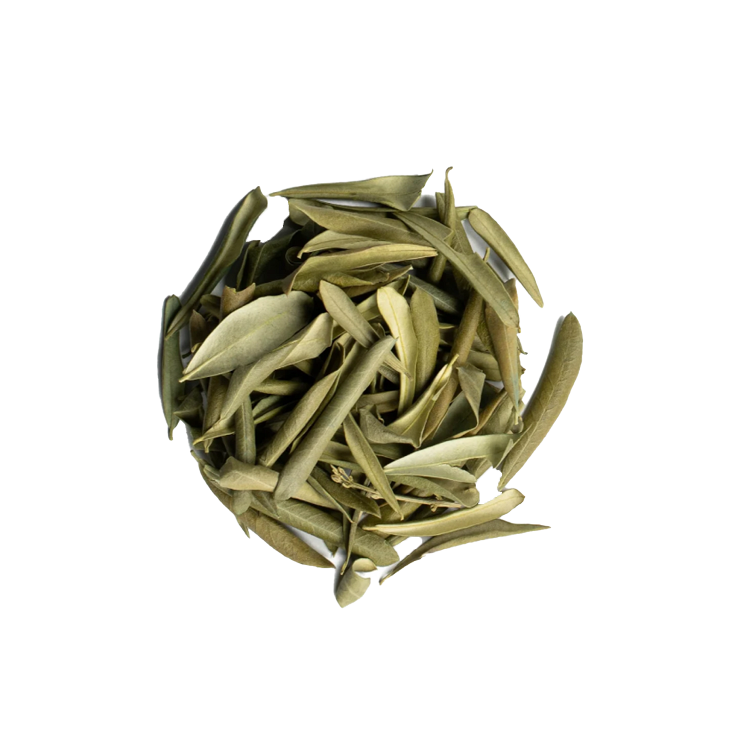Olive Leaves