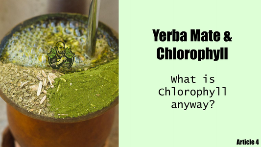 Yerba Mate & Chlorophyll (What is Chlorophyll anyway?)